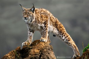 lince lince