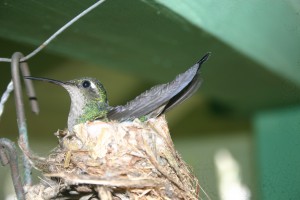 img_3103 img_3103